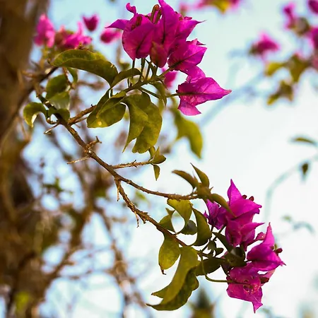 Son Mestres De Baix Cala Galdana