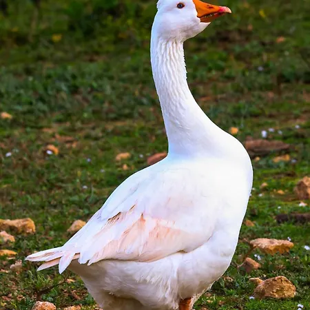 Son Mestres De Baix Villa Cala Galdana