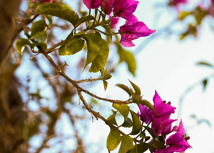 Son Mestres De Baix 칼라 갈다나