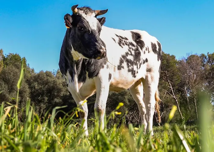 빌라 Son Mestres De Baix