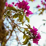 Son Mestres De Baix Cala Galdana (Menorca)